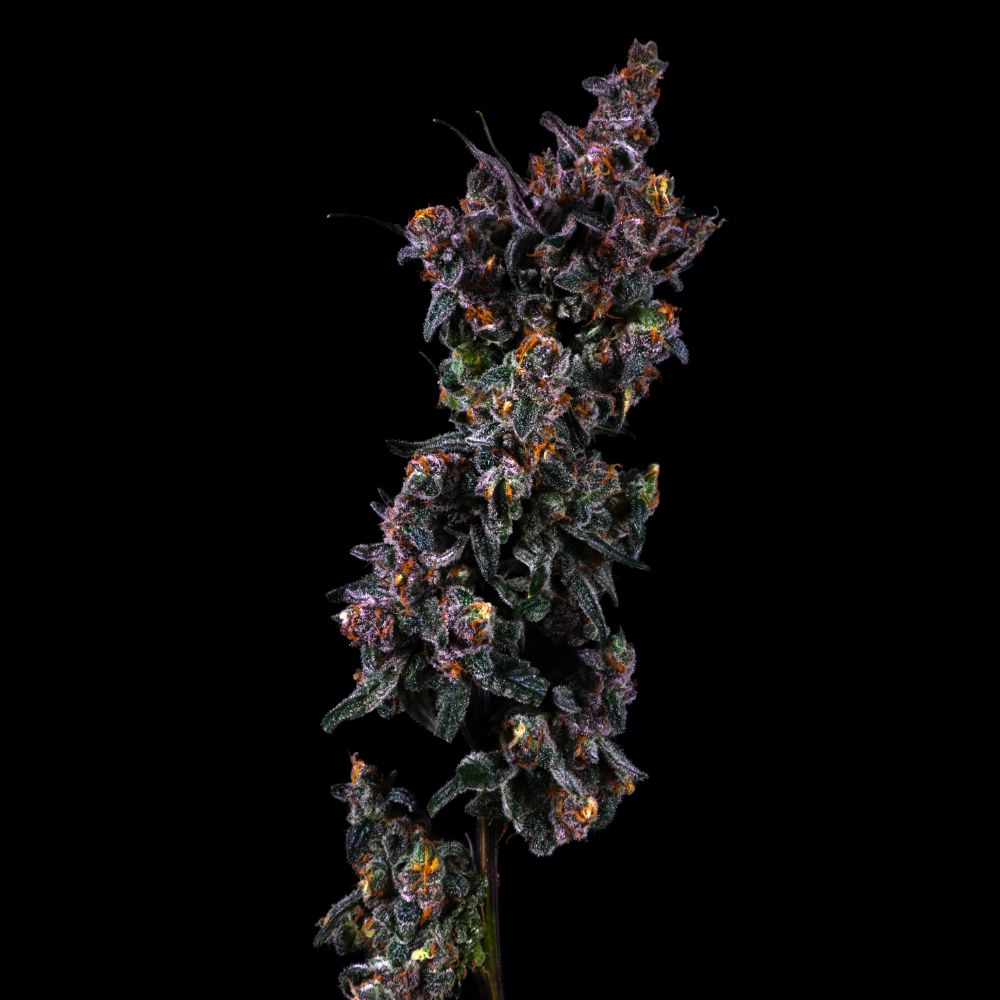 Lemon Cherry Gelato x Z Animal | Segra's Cultivar Catalogue